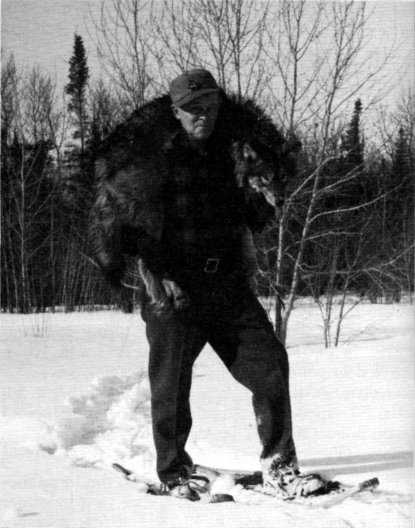 Fig. 5.—The captured wolves were drugged and
carried to an enclosure in Minnesota (USFWS
Photo by L. David Mech)