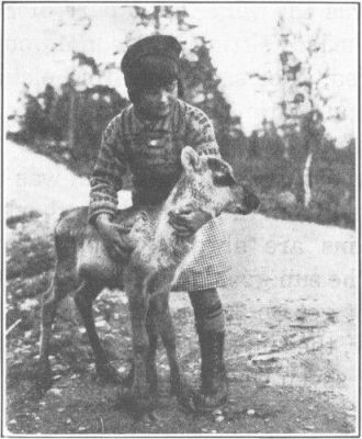 
A LITTLE GIRL WITH A BABY REINDEER