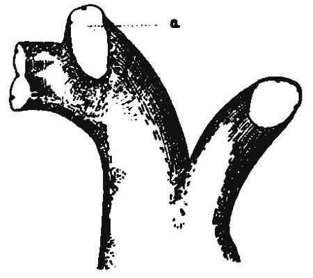 Fig. 2.—Cione intestinalis, in which eye-specks resembling
those surrounding the mouth have appeared in the neighbourhood of an
artificial opening (a).
