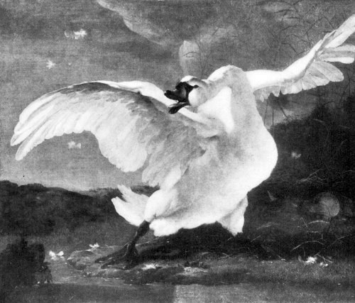 ASSELIJN
The Swan