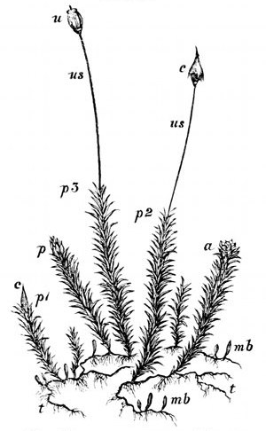 Fig. 34.

Polytrichum commune. A large
hair-moss.

t, t, Threads of green cells forming
the protonema out of which moss-buds
spring. mb, Buds of moss-stems.
a, Minute green flower in which the
antherozoids are formed (enlarged in
Fig. 35). p, p1, p2, p3, Minute green
flower in which the ovules are formed,
and urn-plant springing out of it (enlarged
in Fig. 35). us, Urn stems.
c, Cap. u, Urn after cap has fallen off,
still protected by its lid.