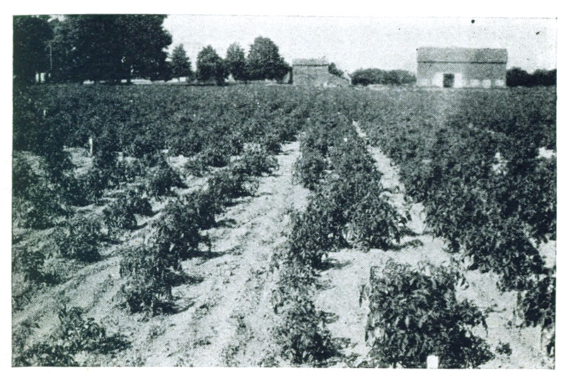 Figure 5.—Effect of omission of phosphorus from complete fertilizer
in Western New York.