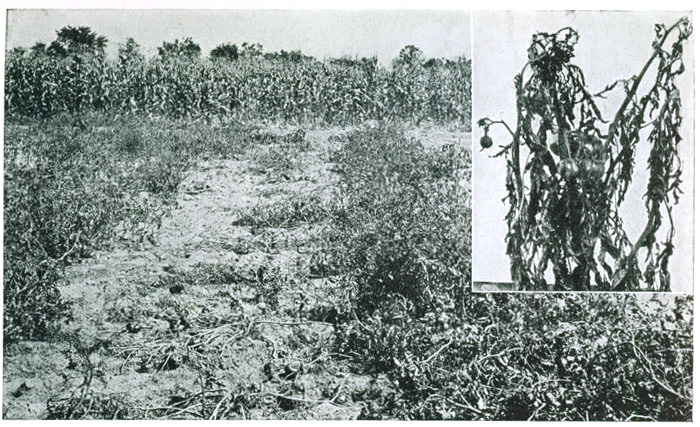 Figure 17.—Resistance to fusarium wilt. Row on left center is planted to an ordinary variety, row on
right with one of F. J. Pritchard's wilt-resistant selections. Insert shows plant attacked by wilt fungus.