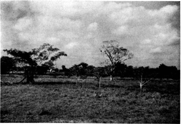 Fig. 1. Savanna about 75 kilometers east of
Coatzacoalcos, Veracruz. Photograph by L. C. Stuart.