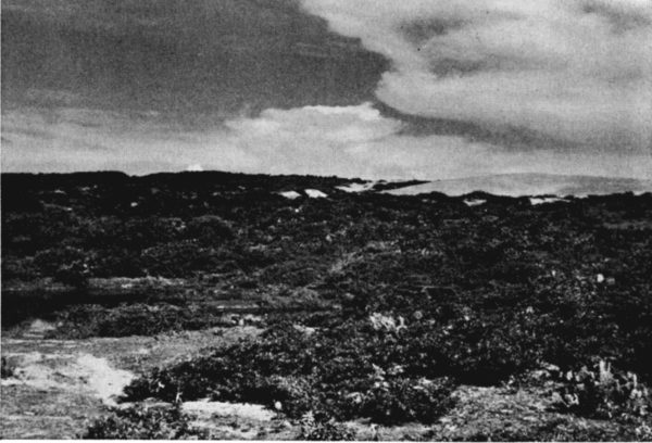 Fig. 2. Low scrub forest near Alvarado, Veracruz.
Photograph by L. C. Stuart.