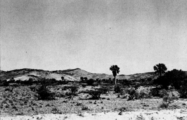 Fig. 2. Palm Savanna on the Plains of Chivela, Oaxaca.
March, 1956.