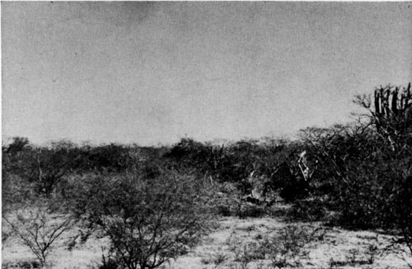 Fig. 1. Scrub forest on the Plains of Tehuantepec in dry
season. March, 1956.