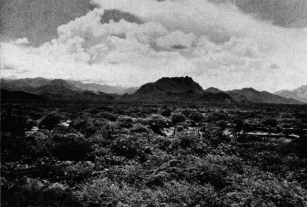 Fig. 2. Scrub forest on the Plains of Tehuantepec in
rainy season. View toward the north. In the distance is the Continental
Divide in the hills of the Isthmus. July, 1958.