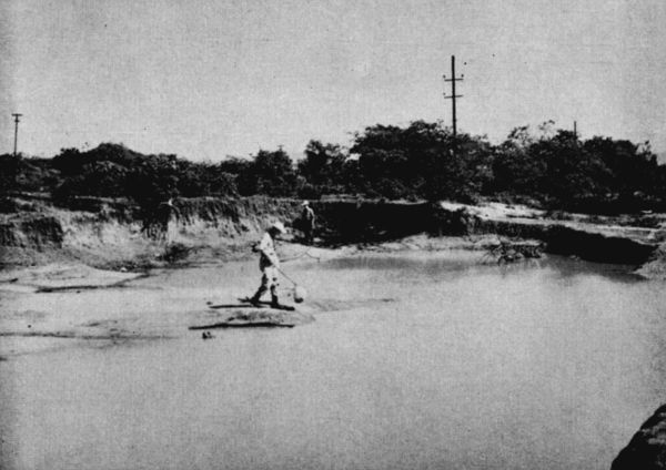 Fig. 2. Temporary pond in scrub forest north of Salina
Cruz, Oaxaca. July 7, 1958. Rhinophrynus dorsalis, Bufo marmoreus,
and Diaglena reticulata were breeding here the previous night.