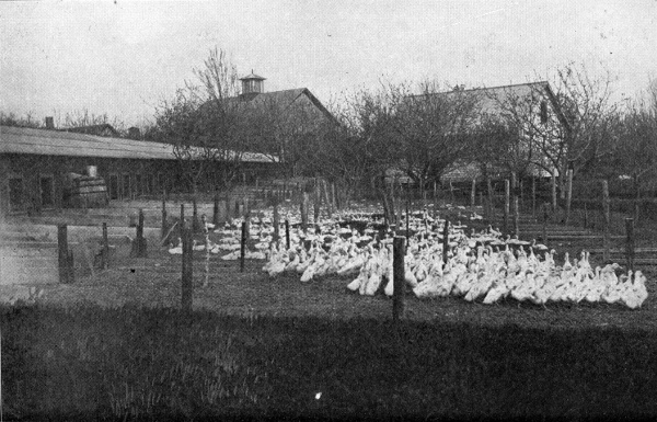 OUR TWENTY-FIVE HUNDRED BREEDING DUCKS.