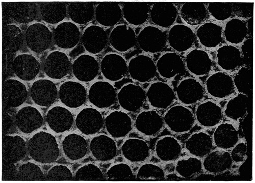 Section of honey comb