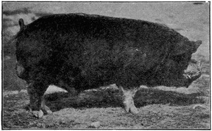 Berkshire boar