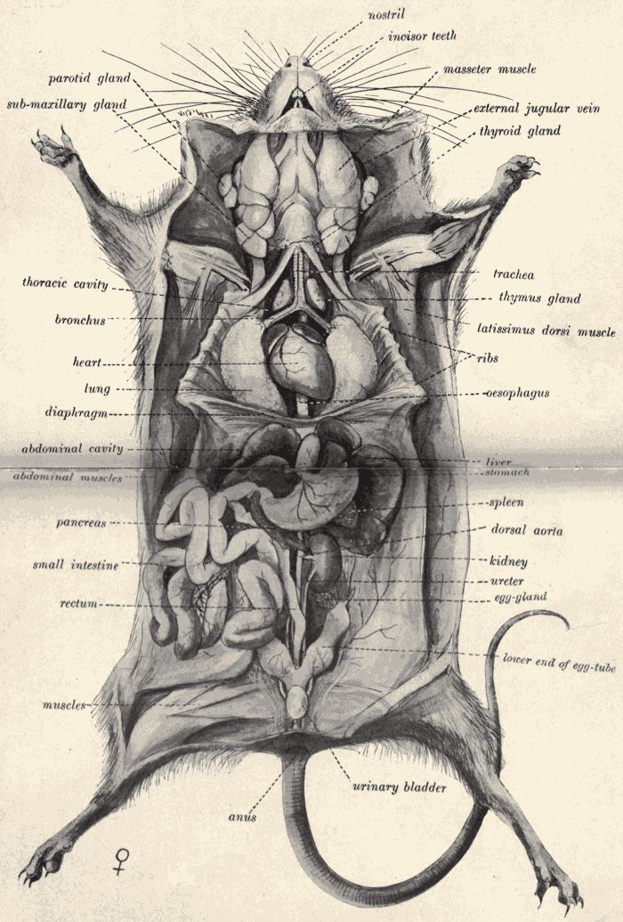 Dissection of the Mouse.