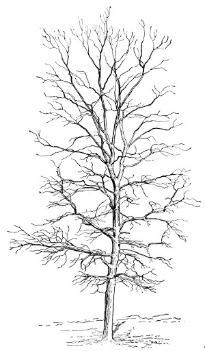 Fig. 203. Small-fruited Shagbark Hickory.