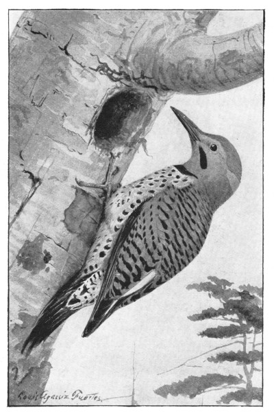 Fig. 329.  The flicker.