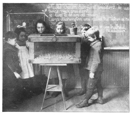 A terrarium in School No. 23, Buffalo.