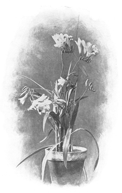 Fig. 371. Pot of the freesia.