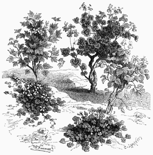 Vegetable Life of Cape Colony.

1. Pelargonium hederæfolium (Ivy-leaved Geranium).   2. Oxalis rosacea (Wood-Sorrel).
3. Pelargonium glaucum.   4. Pelargonium zonale (Zone-leaved Geranium).
5. Pelargonium tricuspidatum.
