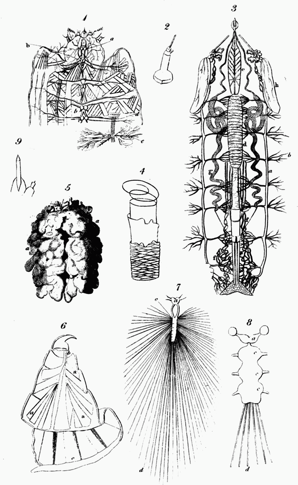 PLATE XXI