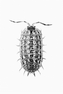 Plate XIV Porcellio pictus