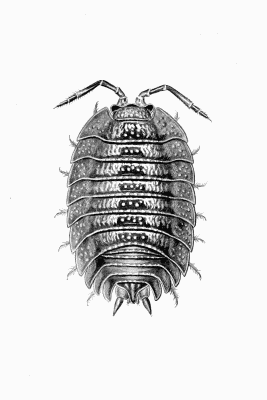 Plate XV Porcellio dilatatus