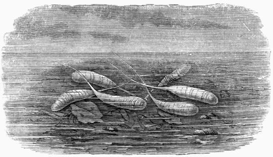 Fig. 40.—Larv of a Helophilus.