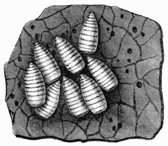 Fig. 44.—Portion of the stomach of the horse, and larv of Œstrus (gasterophilus) equi.