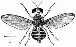 Fig. 65.—Dacus ole.