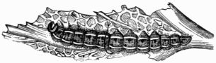 Fig. 109.—Caterpillar of the Pieris brassic.