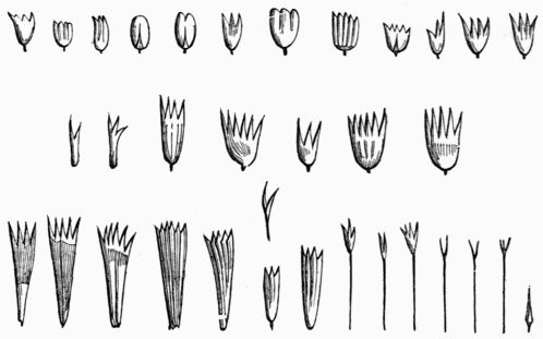 Fig. 133.—Different forms of the scales of Butterflies, after Raumur.