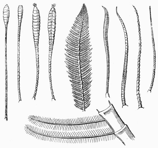 Fig. 137.—Antenn of Lepidoptera.