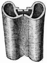 Fig. 138.—Section of a Butterfly's Trunk, after Raumur.