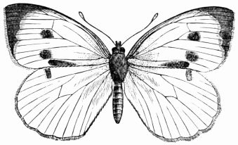 Fig. 144.—Pieris brassic.