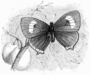 Fig. 148.—Thecla betul.