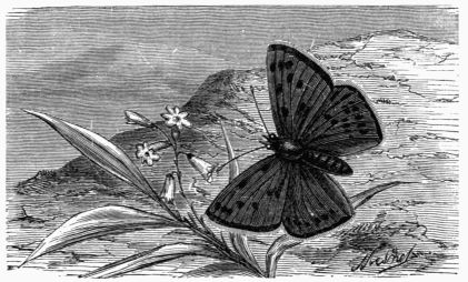 Fig. 154.—Polyommatus (Lycna) gordius.