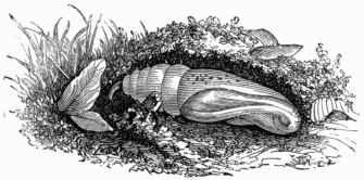 Fig. 188.—Pupa of Deilephila (Chrocampa) elpenor.