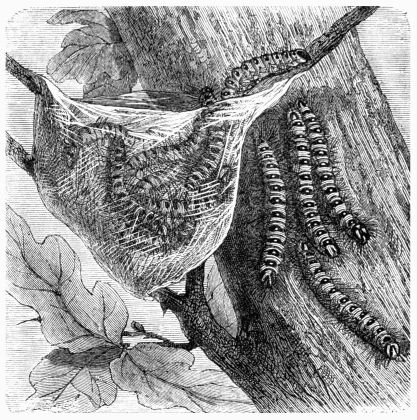 Fig. 233.—Larv of the Procession Moth 