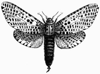 Fig. 243.—Zeuzera sculi.
