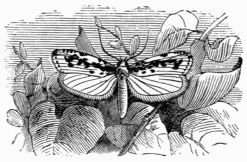 Fig. 269.—dia pusiella.
