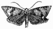 Fig. 277.—Argyrolepia neana.