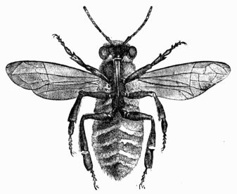 Fig. 315.—Bee seen through a magnifying glass at the
  moment when the plates of wax appear between the segments of the abdomen.