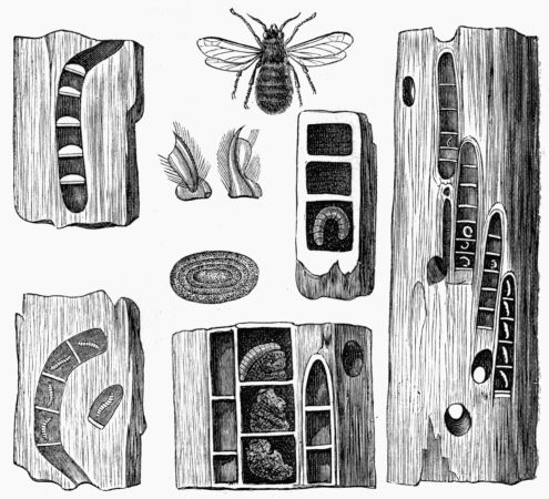 Fig. 339.—Carpenter Bee, Pup, Eggs, Galleries, and Nests.