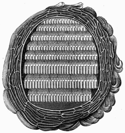 Fig. 351.—Interior of a Wasp's Nest, after Raumur.