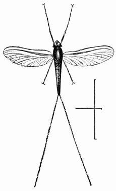 Fig. 393.—Cloon diptera.