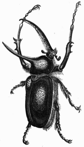 Fig. 440.—Scarabus (Golofa) Porteri.