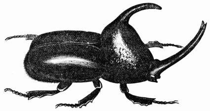 Fig. 441.—Scarabus enema, or Enema infundibulum.