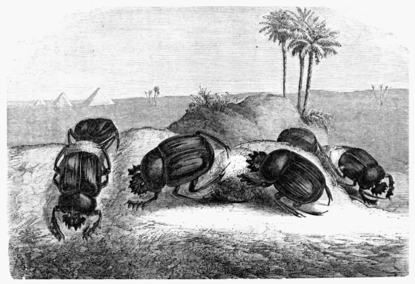 Fig. 442.—The Sacred Scarabus of the Egyptians 
