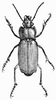 Fig. 518.—Harpalus neus.