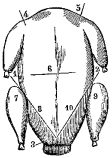 Fig. 86.