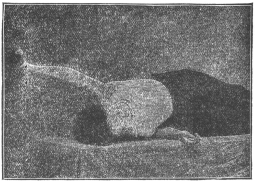 Exercise No. 1.—Reclining on right side and raising left
arm, with dumb-bell in hand and elbow rigid from hips to high over head.
Same exercise with right arm while reclining on left side. Inhale deep
breath as arm goes back.